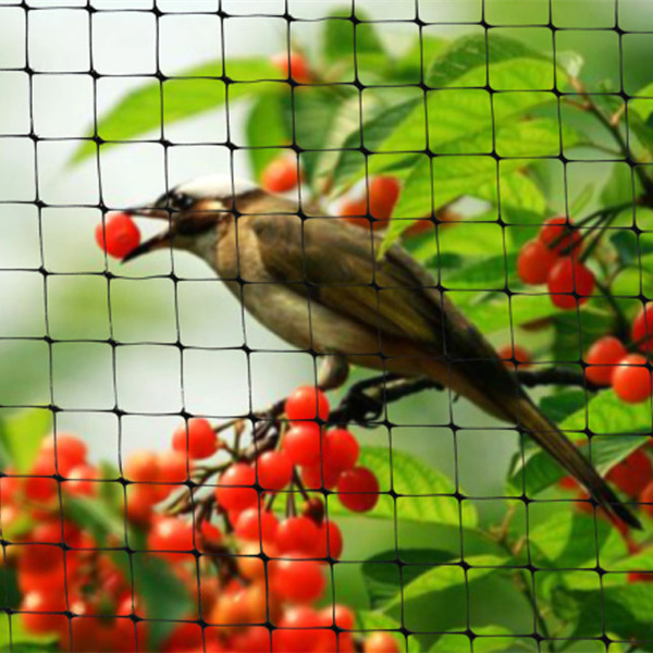 Garten Vogel Netting, Anti Vogelnetz