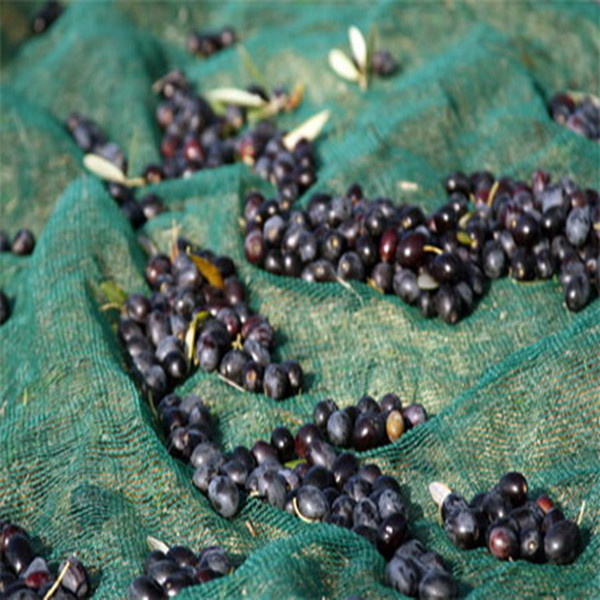 Landwirtschaft Kunststoff Oliven Netz sammeln