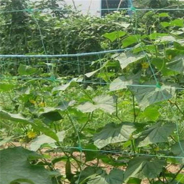 UV treated cucumber knotless plant supporting trellis netting