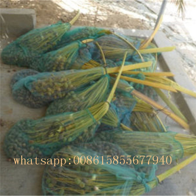 Bolsa de malla de cosecha de palma datilera verde