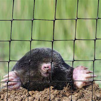 Plastic Net for Grassland Growing Anti Mole Against Net