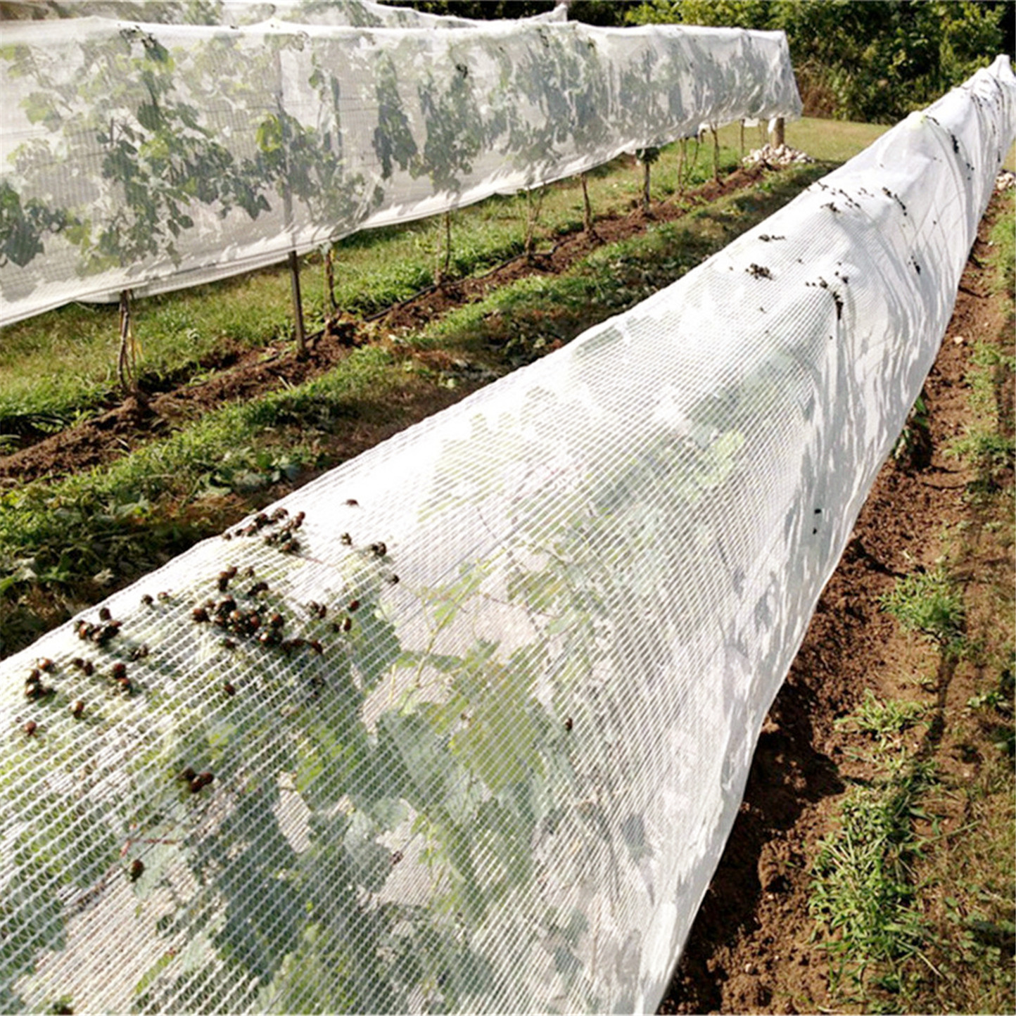 Anti-insect net separates effectively pest