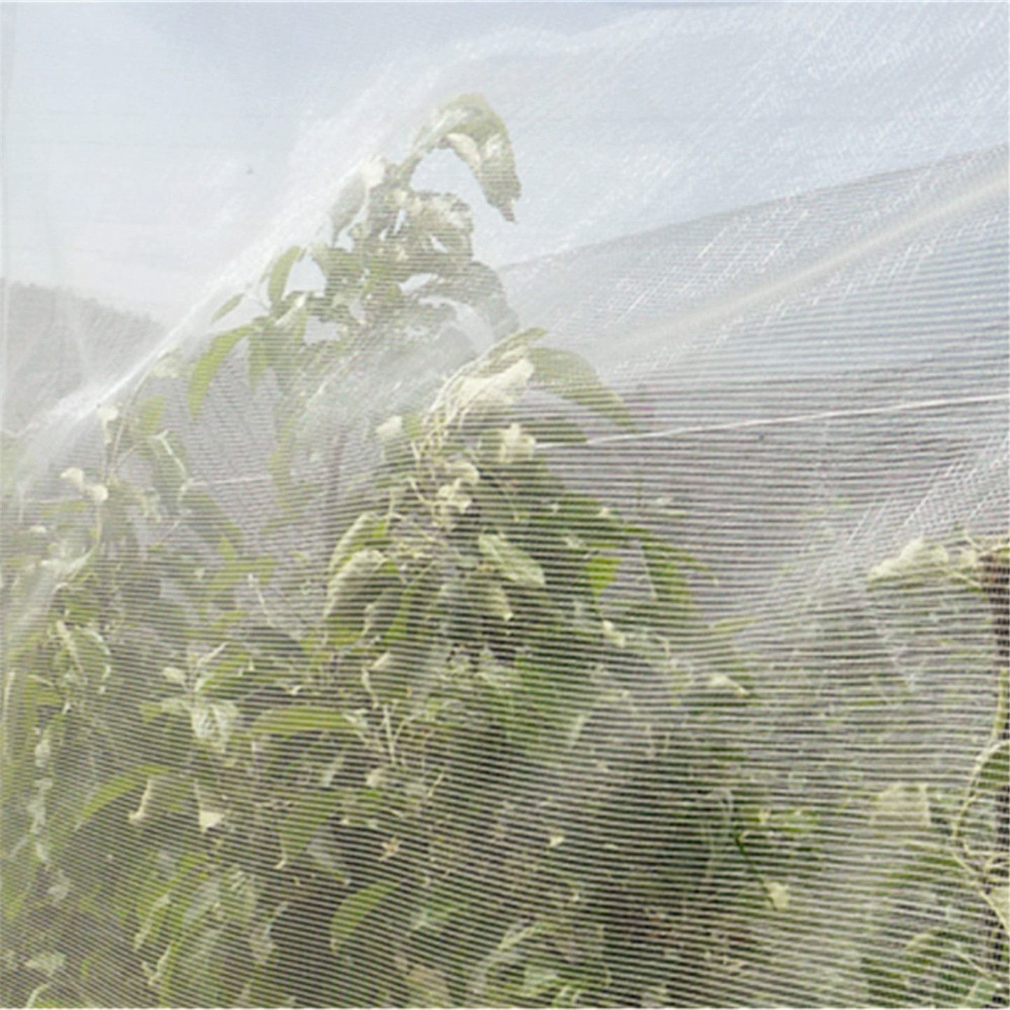 Rede anti-insetos de agricultura de jardim de plástico , Rede anti-insetos de plantas