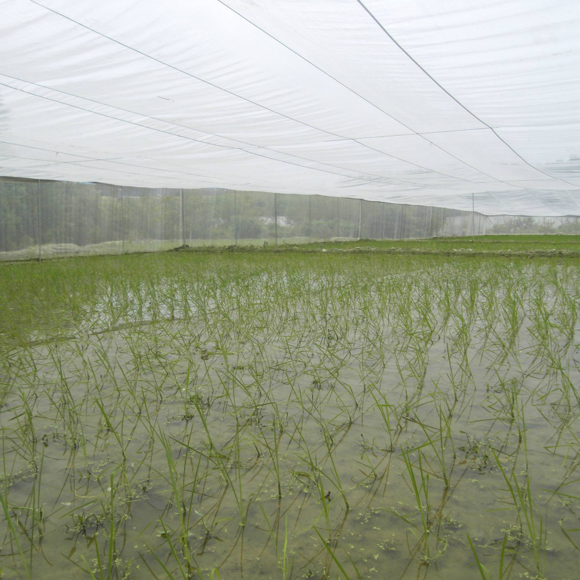 防虫スクリーンガーデンメッシュネット – 庭の苗木、野菜、果樹、池を蚊から守る, バグ, 鳥, リス