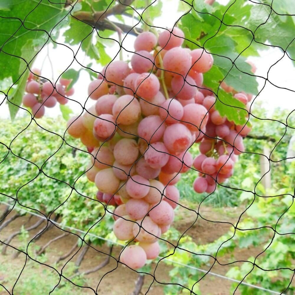 Manufacturer Agricultural anti-bird net Easy Installation / Invisible Anti bird net / Garden Vineyard Plastic bird netting