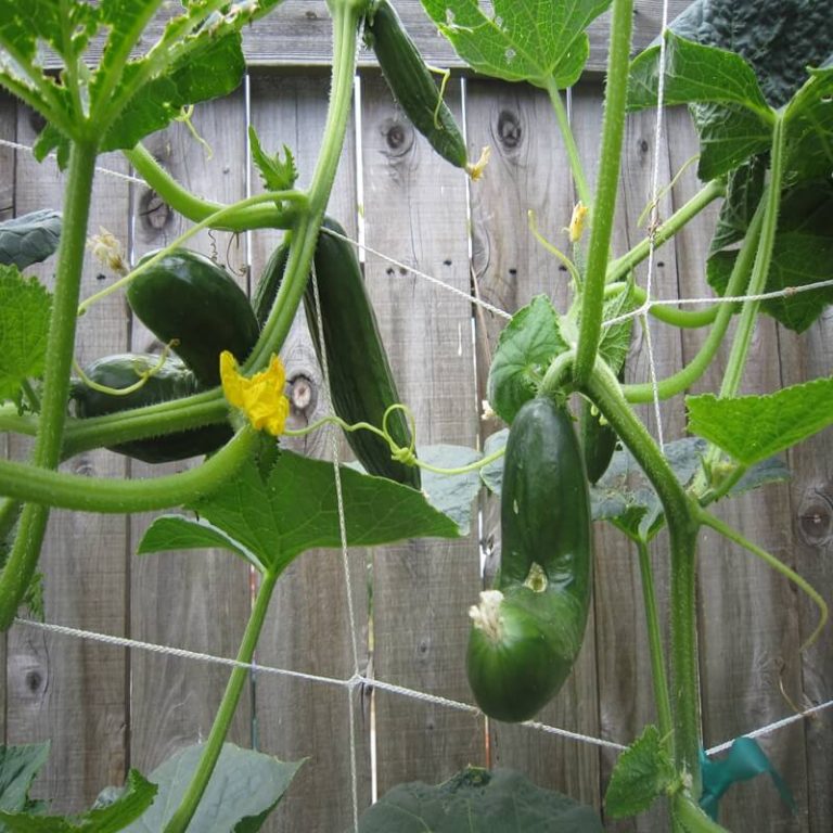 Red de escalada para plantas de frijol de pepino, red de escalada