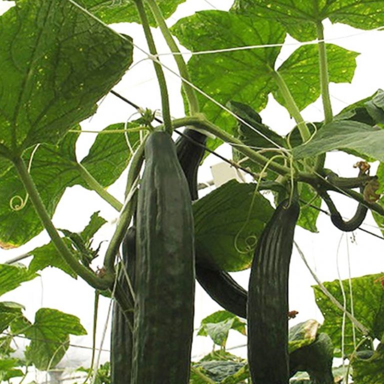 Oferta del fabricante de China Red de enrejado de pepino Red de apoyo para plantas Red de escalada de tomate para la venta