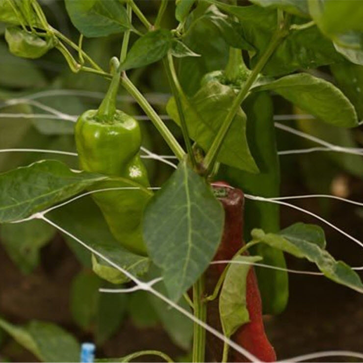 Red de escalada de plantas de frijoles de pepino