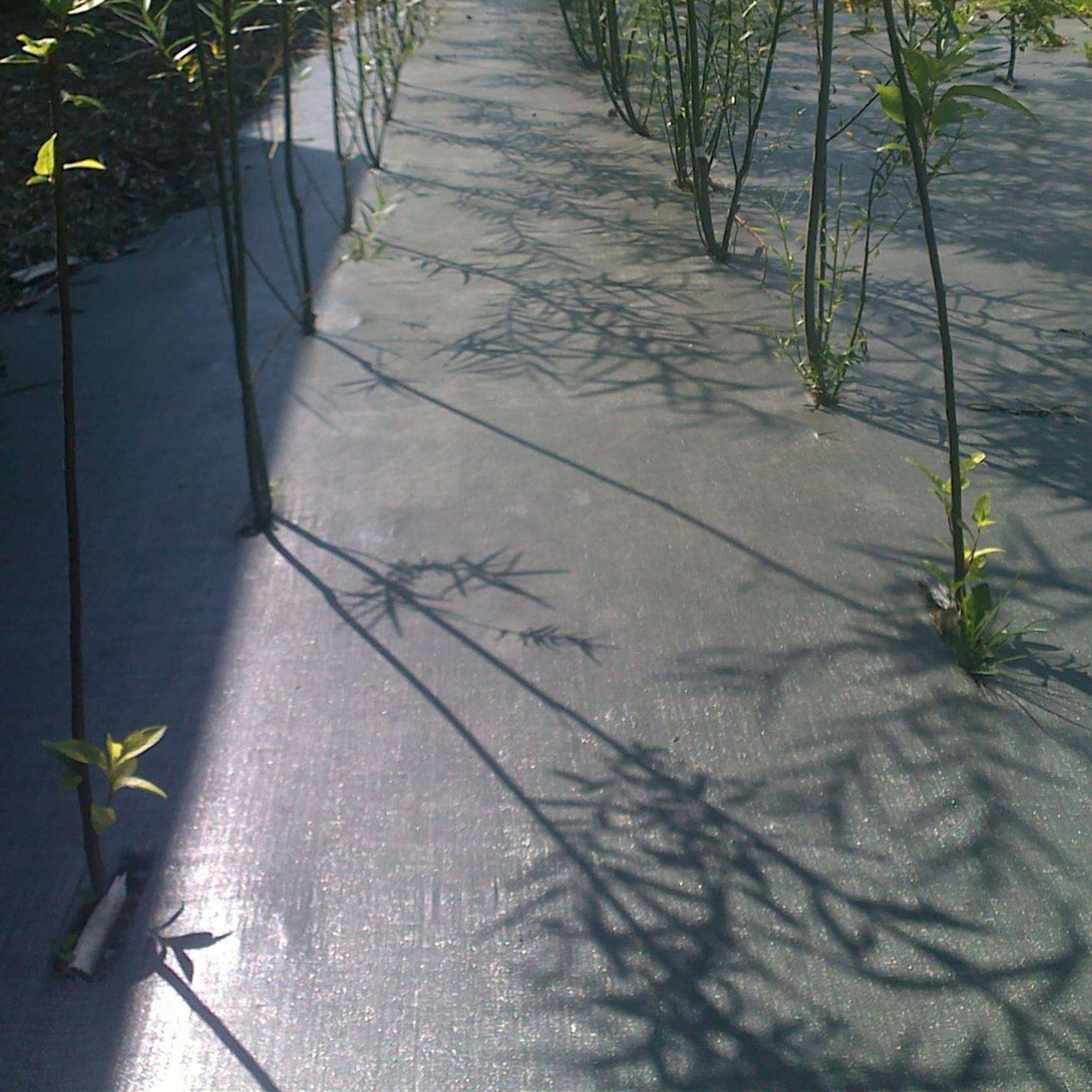 Barrière contre les mauvaises herbes 3 Ft. W. X 50 Clôture de sécurité en plastique orange. L. Tissu d'aménagement paysager en polypropylène Pointbond 15 ans contre les mauvaises herbes