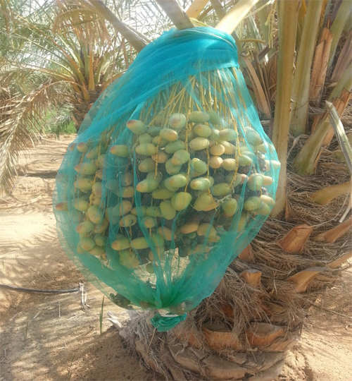 Date bags are used to protect the date clusters until the stage of full maturity