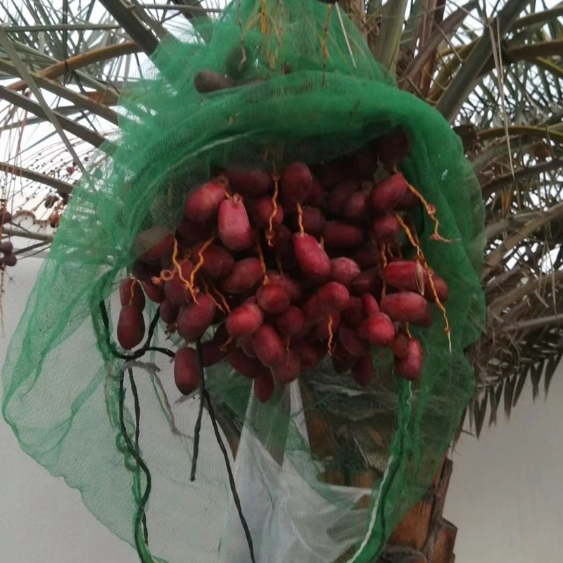 Kajur Protective Bags 25pcs Dates – Palm Protection Cover 90x70cm By UAE Garden Deals