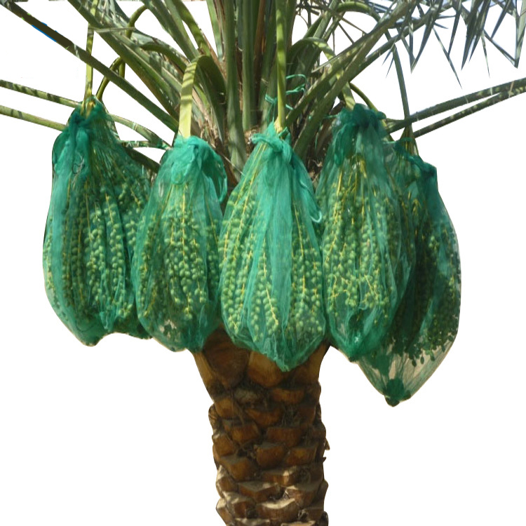 date-palm-fruit-protection-bag-anti-insect-uv-resistant